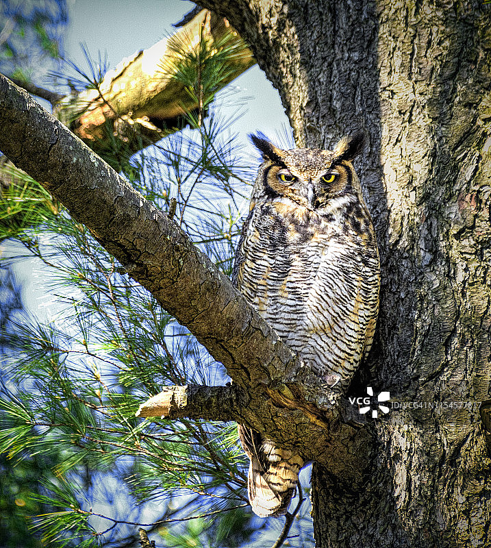 大角鸮舒适地栖息在树上，看着镜头图片素材