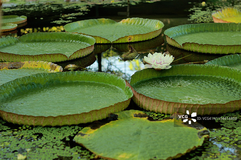 亚马逊王莲图片素材