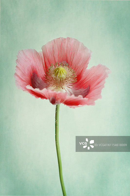 东方罂粟花图片素材