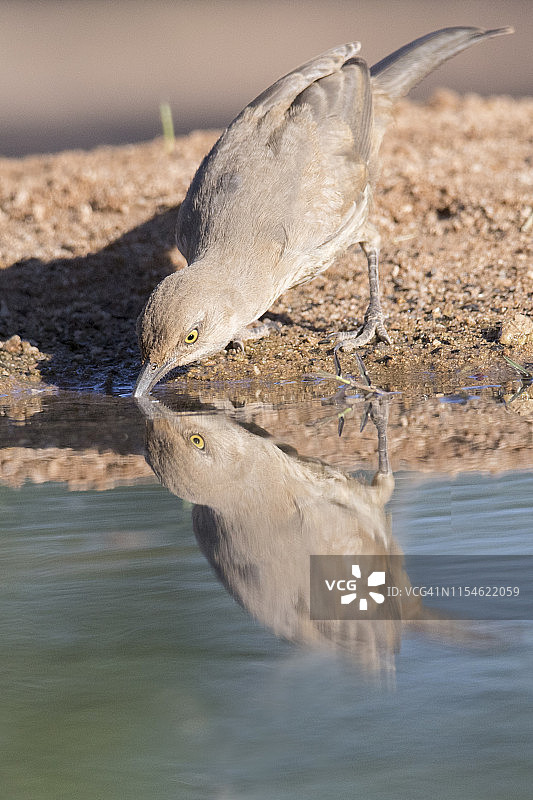 弯嘴嘲鸫饮水与倒影图片素材