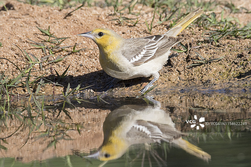 带倒影的雌性金鹂鸟图片素材