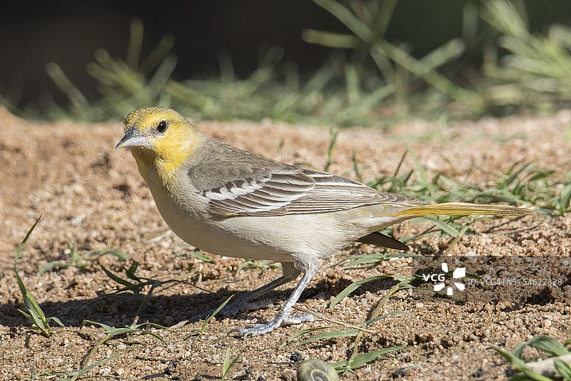 美洲金莺雌鸟图片素材