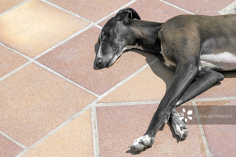 小狗睡觉晒太阳图片素材