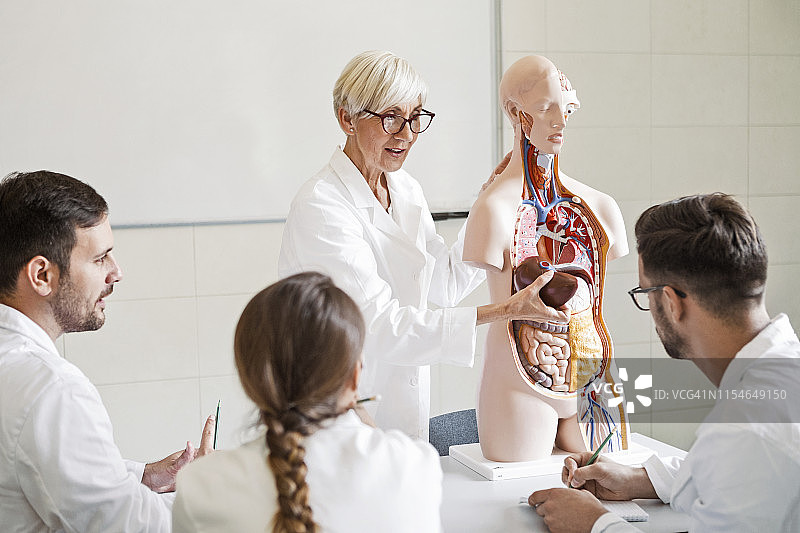 医学生和教授一起检查人体解剖模型图片素材