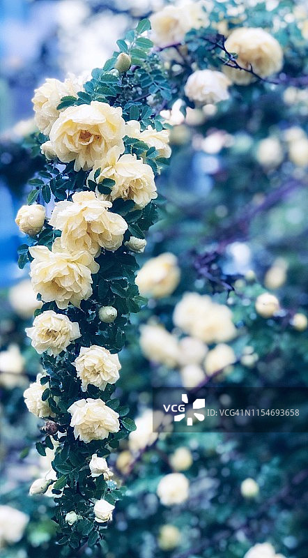 雨中的黄色玫瑰图片素材