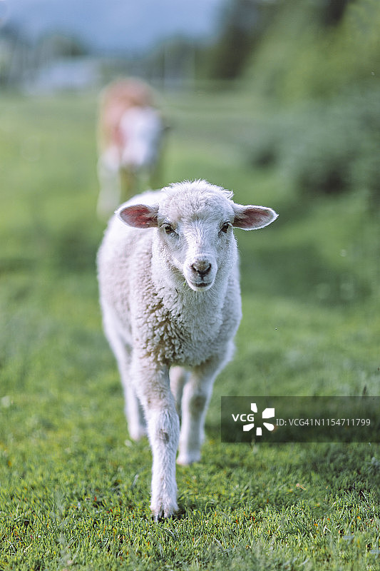 一只绵羊在绿草地上行走。图片素材