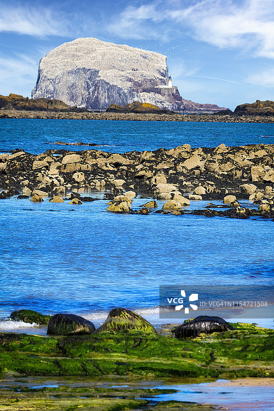 巴斯岩塘鹅群，苏格兰北贝里克图片素材