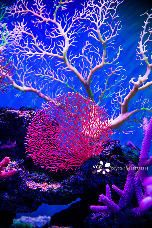 海底珊瑚礁图片素材