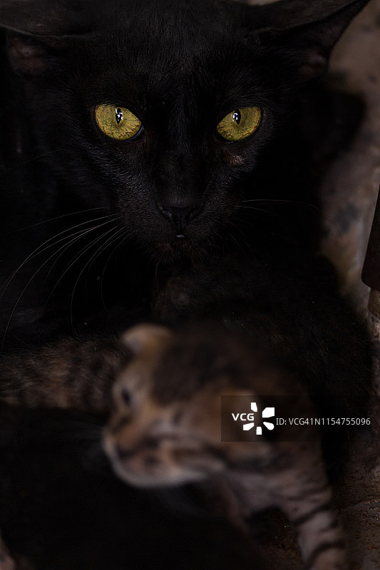 猫和猫咪图片素材