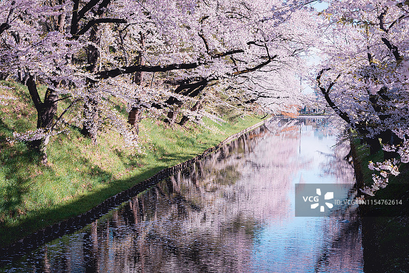 青森县弘前公园美丽的樱花图片素材