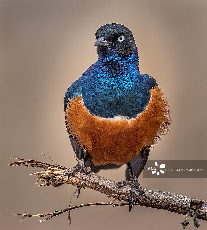 丽椋鸟写真图片素材