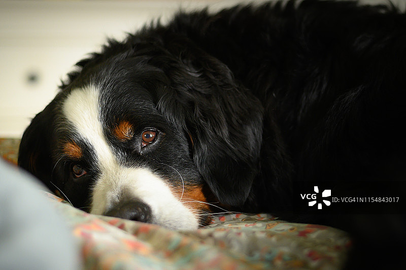 伯恩山犬躺在室内的床上图片素材