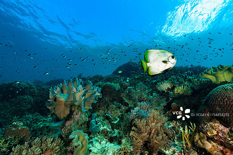 燕鱼在原始珊瑚礁上，拉贾安帕，印度尼西亚图片素材