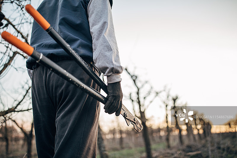 苹果树修剪图片素材