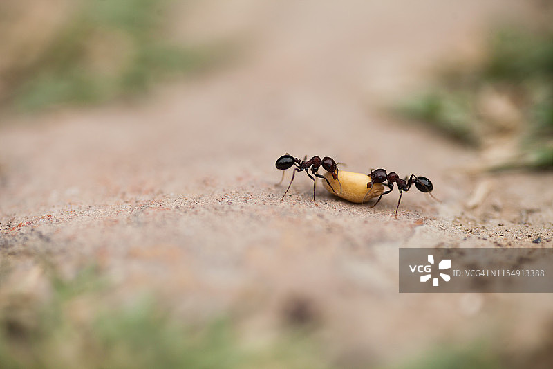工蚁搬运小麦图片素材