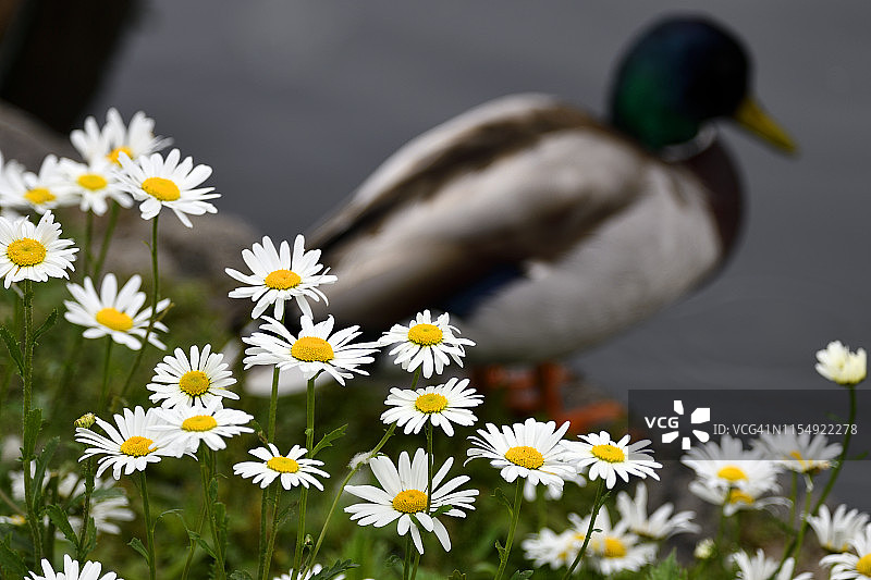 雏菊（Bellis perennis）图片素材