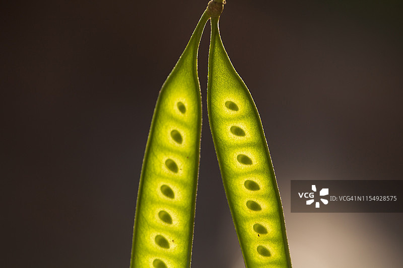 牧豆树豆荚图片素材