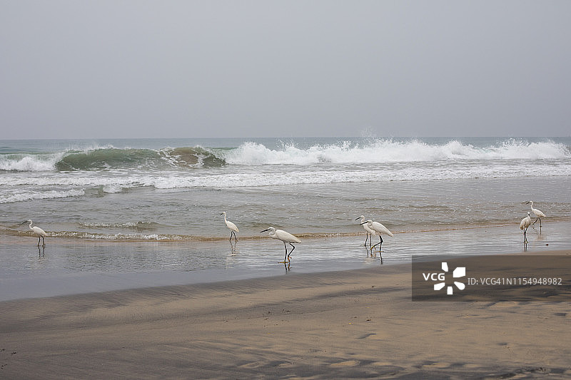 瓦卡拉海滩上的鸟类图片素材