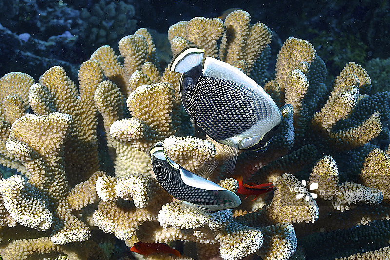 礁石和珊瑚图片素材