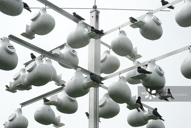 葫芦形紫马林鸟屋图片素材