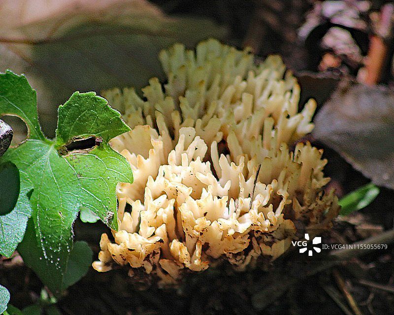 白色真菌图片素材