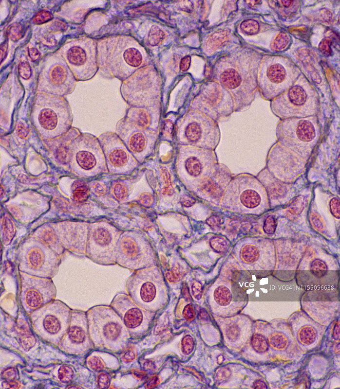 形成四个肾小管的简单立方上皮细胞，250倍图片素材