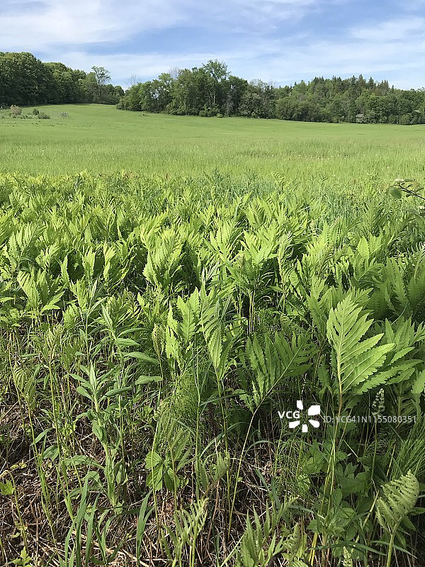 星期日的韦克菲尔德图片素材