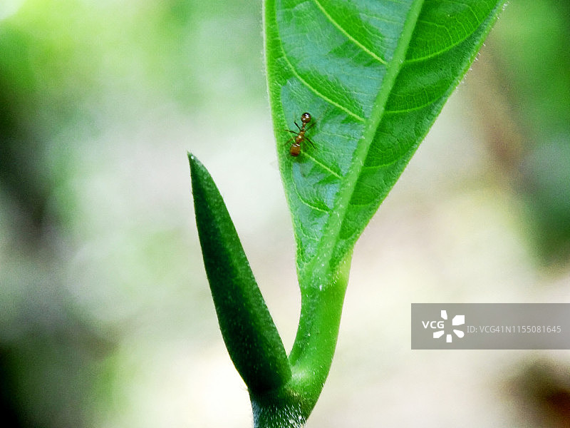树叶上的织叶蚁图片素材