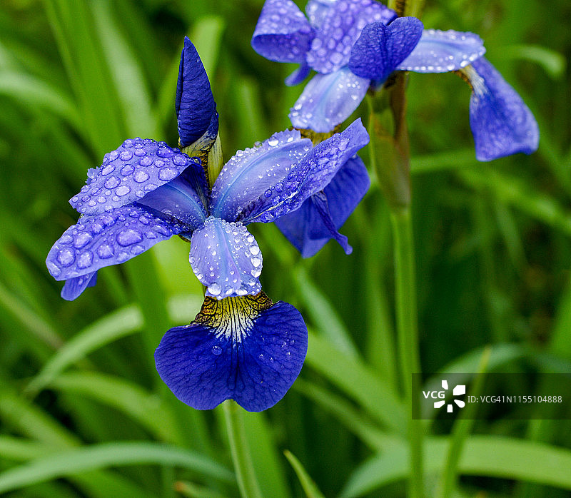 春雨后的鸢尾花图片素材
