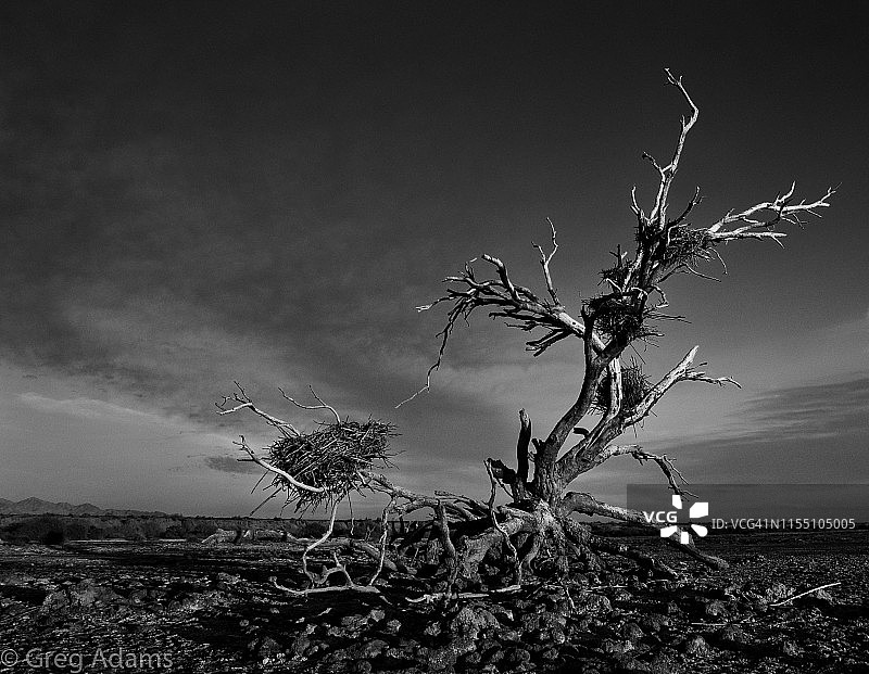 索尔顿湖岸边枯树上的鹳巢黑白照片图片素材