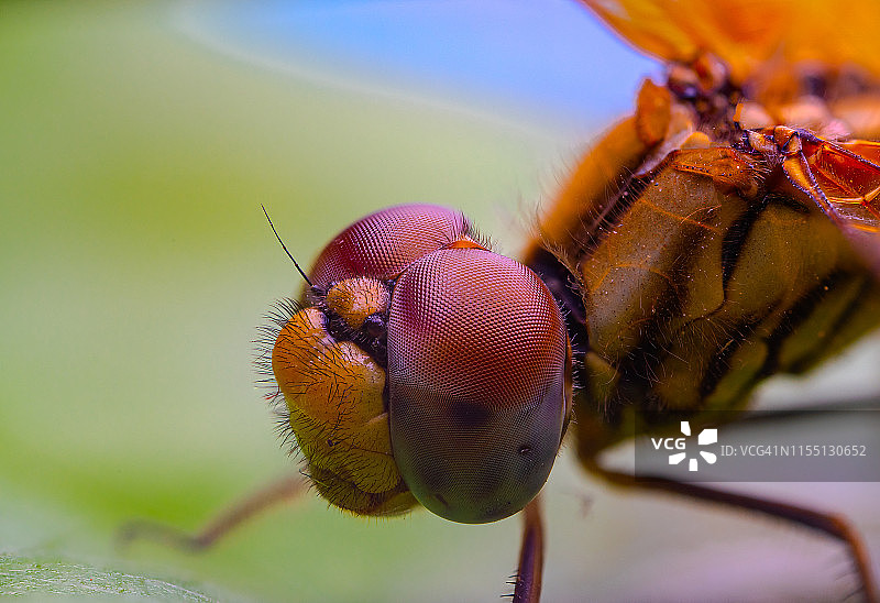 蜻蜓眼睛的微距照片图片素材