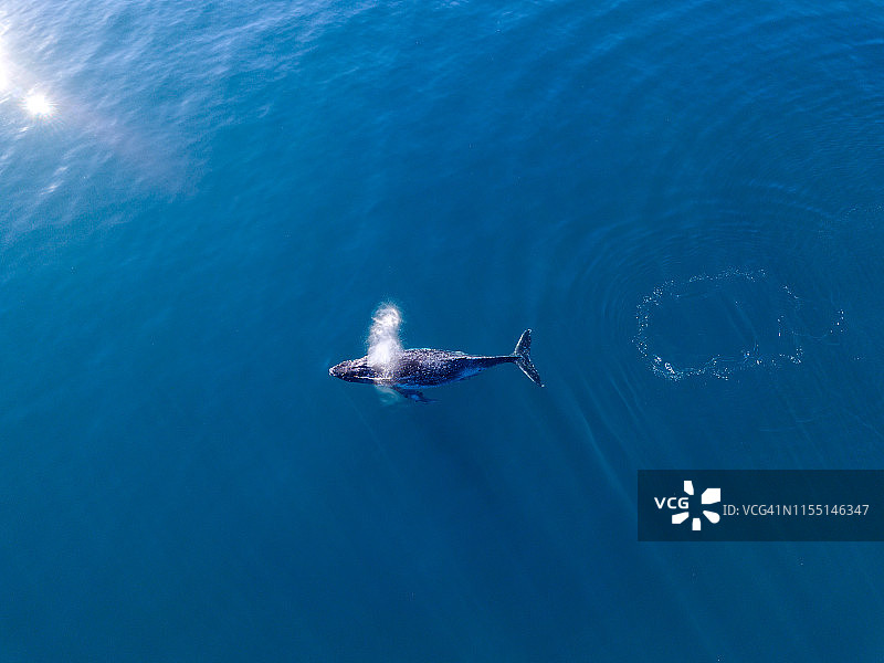 清晨阳光下座头鲸在蓝色水域游泳图片素材