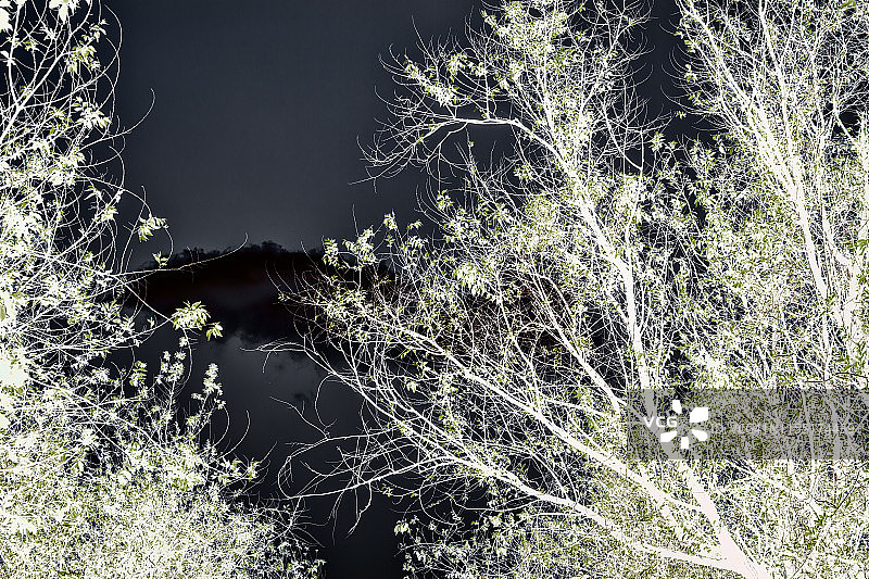 绿叶树木图片素材