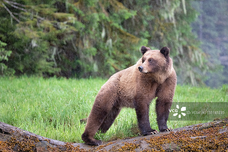 加拿大灰熊雨中觅食图片素材