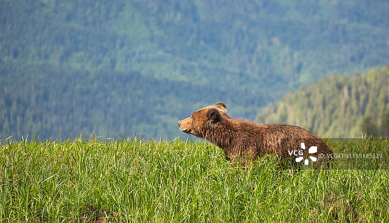 加拿大不列颠哥伦比亚大熊雨林草地上的棕熊图片素材