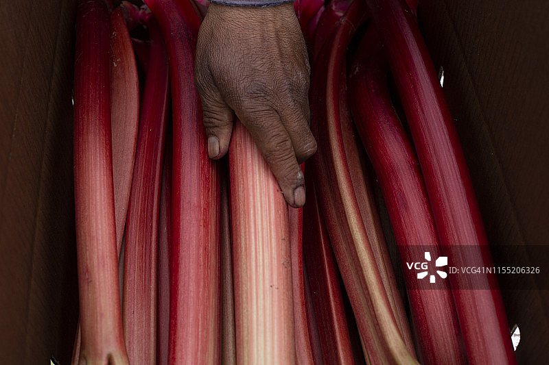 深红色大黄图片素材