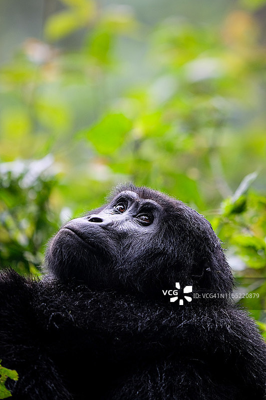 布温迪难以穿越国家公园里的成年山地大猩猩图片素材