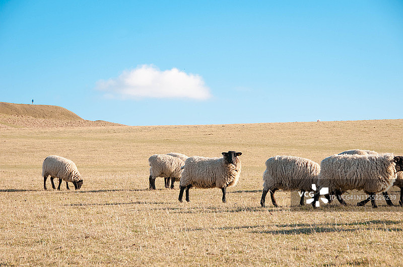 英格兰牛津郡的白马山上的羊群图片素材