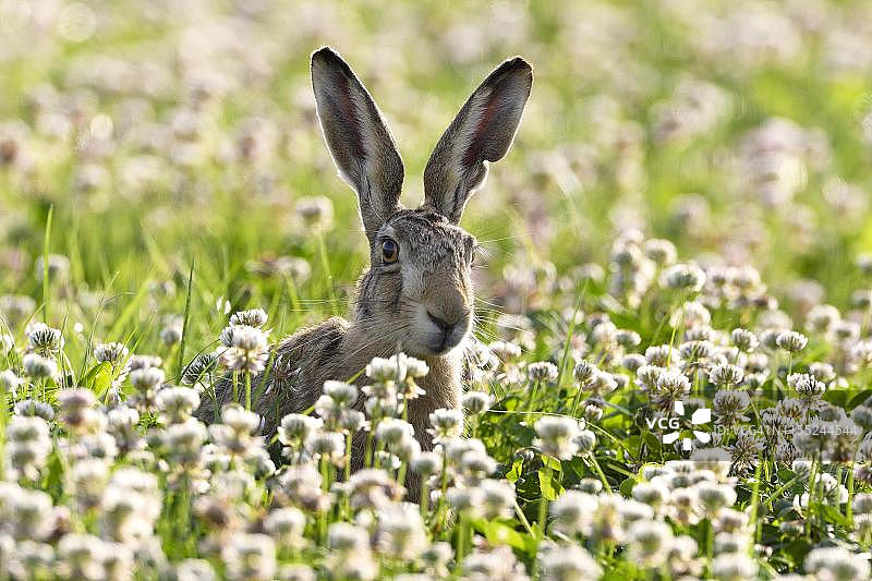 德国三叶草地上的欧洲野兔图片素材