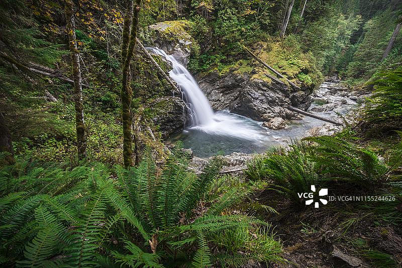 美国华盛顿州奥卡诺根-韦纳奇国家森林北叉瀑布，植被茂密的森林中的小瀑布图片素材