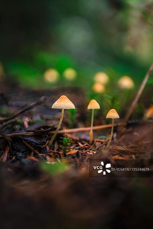 贝克-斯诺夸尔米国家森林公园地面上的小黄帽蘑菇图片素材