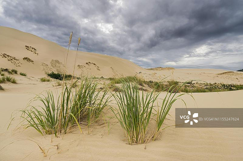 新西兰北岛北部地区九十英里海滩的沙丘图片素材