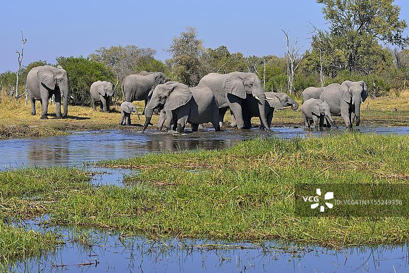 非洲象群在博茨瓦纳莫雷米野生动物保护区图片素材