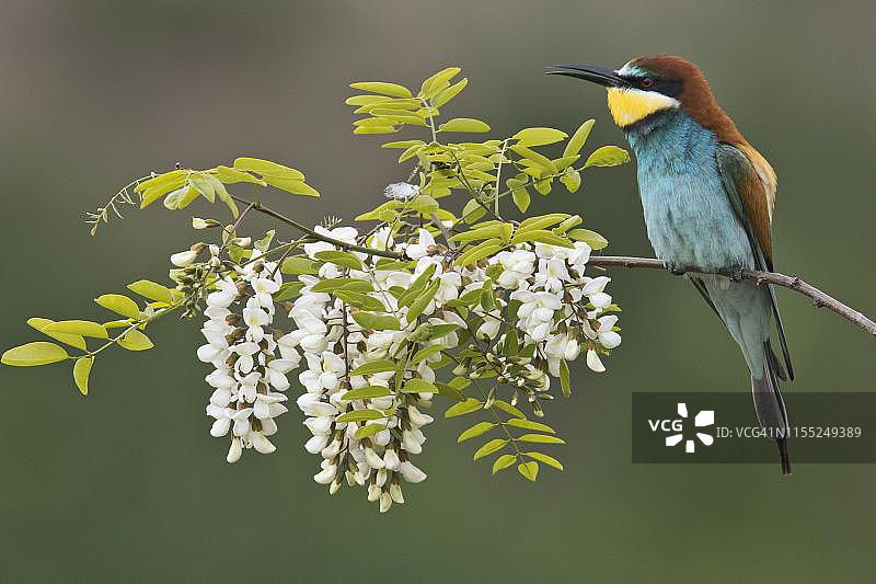 蜂虎(学名:Merops apiaster),栖息在开花的刺槐树枝上,德国莱茵兰-普法尔茨图片素材