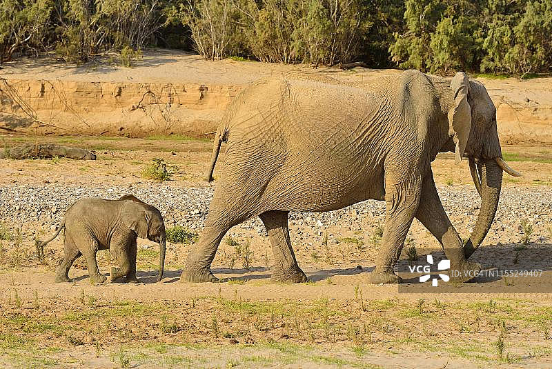 纳米比亚沙漠象，母象和小象在霍鲁西布河边行走图片素材
