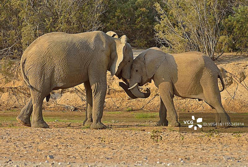 纳米比亚沙漠象图片素材