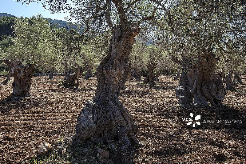 橄榄种植园，古老的油橄榄树，靠近西班牙巴利阿里群岛马略卡岛布尼奥拉图片素材