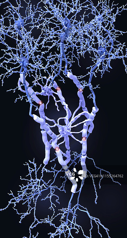 神经元和髓鞘图解图片素材