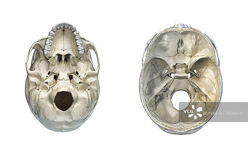 人类头骨横截面图图片素材