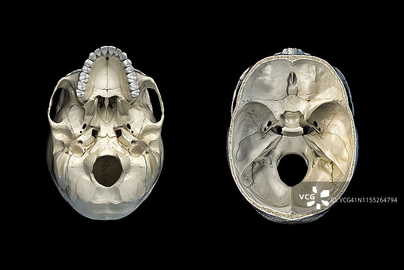 人类头骨横截面图图片素材